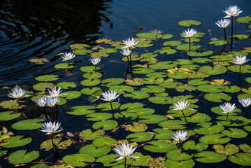 Seerosen im Teich © Udo Weber