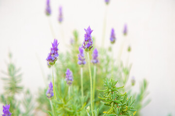 Naklejka premium In a beautiful garden, a vibrant bunch of purple flowers is growing