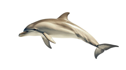 Dolphin jumping transparent background
