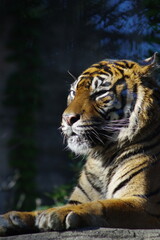 かっこいいスマトラトラの横顔