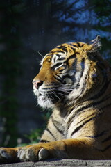 かっこいいスマトラトラの横顔