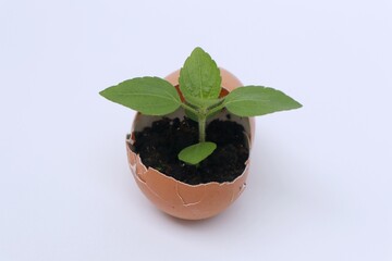 Young plants grow from inside eggs. Concept of new life and green environment