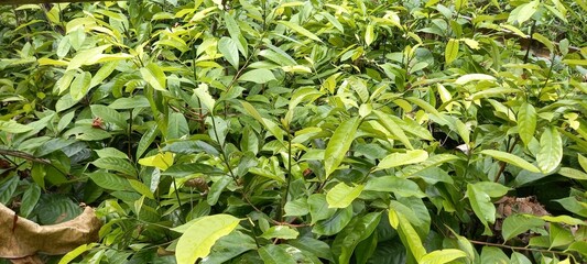 Nutmeg plant (Myristica fragrans) in the nursery location