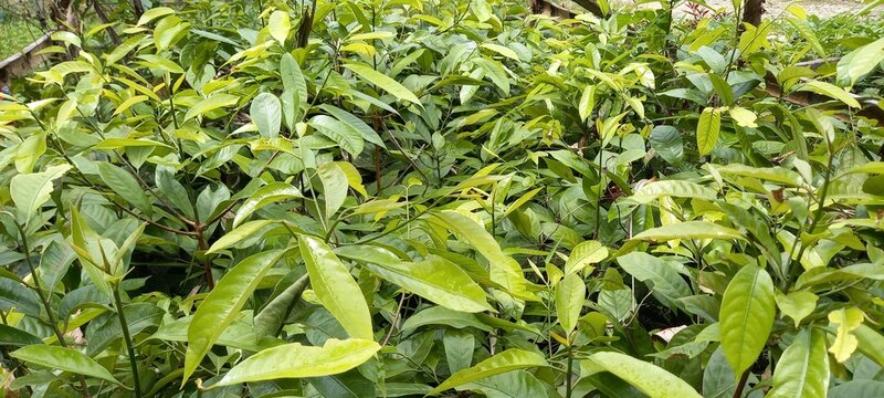 Nutmeg plant (Myristica fragrans) in the nursery 