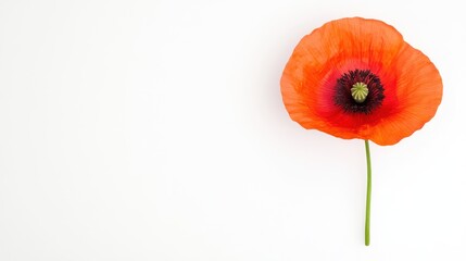 Obraz premium A vibrant red poppy flower against a white background.