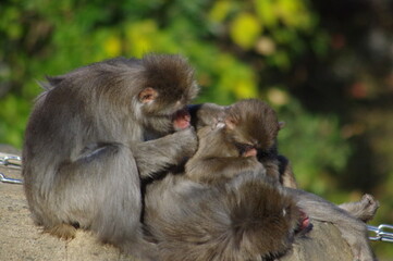 毛づくろいをする動物園のサル
