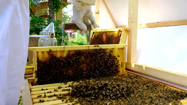 Close up of beekeeper placing beehive frame or screen back into hive after inspecting it or harvesting some honey. There were some larva and eggs or baby bees inside honeycombs 