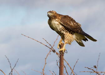 Red-tailed Hawk