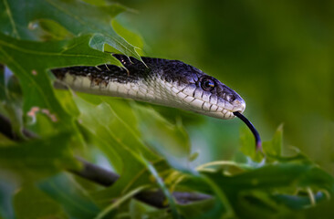 Black snake in a tree