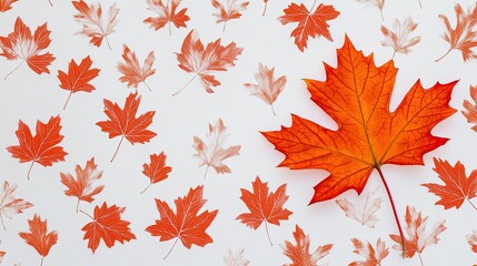 Fototapeta premium A faded Canadian maple leaf pattern overlaying a white background, with a single vibrant leaf in the foreground.