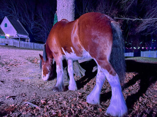 horse in the zoo