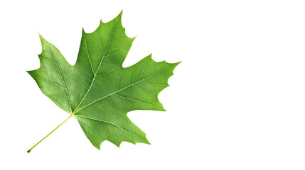 Fototapeta premium Grape leaf transparent background