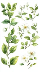 Watercolor Jasmine Blossoms Botanical Illustrations for Design