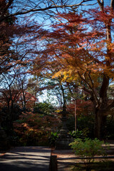 Fototapeta premium 鎌倉2412 妙本寺49 冬紅葉