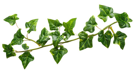 Vibrant green ivy vine transparent background