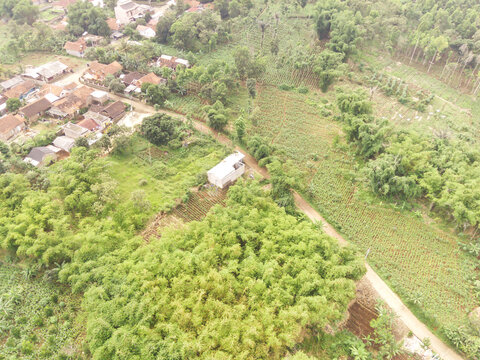 Aerial shot of Ramin Tree Plantation around residential Houses. Ramin tree forest is planted by local residents because it has high economic value. Woodland Industry. Trees planted intentionally