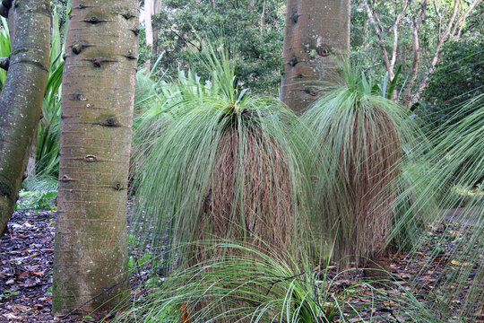 Grass trees and bottle trees at the Tondoon Botanic Gardens in Gladstone, Queensland, Australia