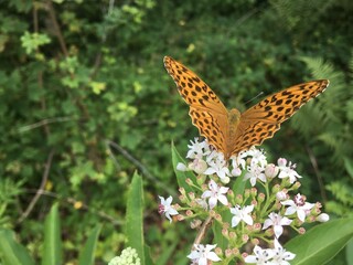 Schmetterling
