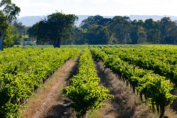 Obraz premium Grape vines ready for harvest in McLaren Vale, South Australia