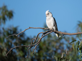 Corella rests on tree branch in South Australia