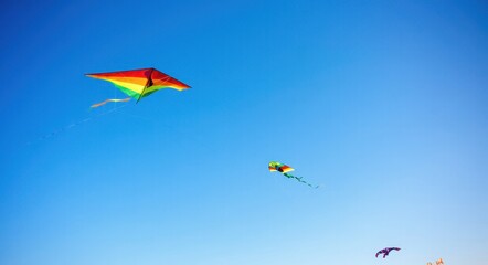 The Beauty of Kites Flying Under the Blue Sky  .