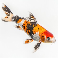 Fish close-up