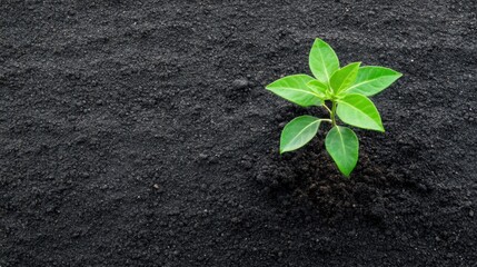 Naklejka premium Fresh Green Plant Growing from Dark Soil in Natural Environment with Rich Earth Background