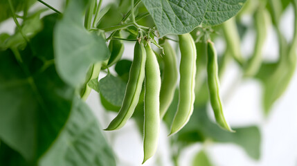 A close-up of green beans hanging on the vine, with leaves in focus
