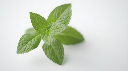 A sprig of mint, focusing on the fine details of the serrated leaves