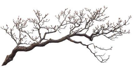 Bulging tree branch transparent background