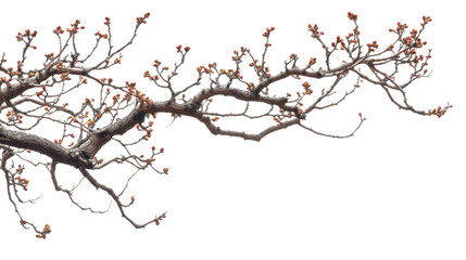 Bulging tree branch transparent background