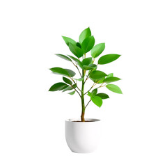 plant in a pot isolated on whitre