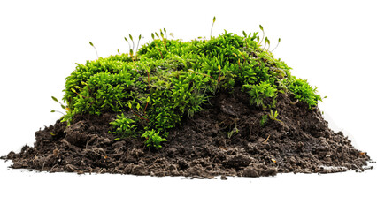 A close up of a patch of moss and dirt. The moss is green and the dirt is brown. The image has a natural and earthy feel to it