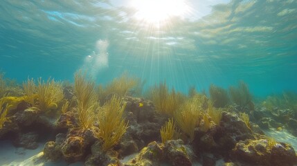 Naklejka premium Sunlit Underwater Coral Reef