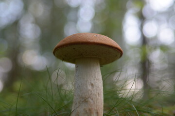 mushrooms in the forest