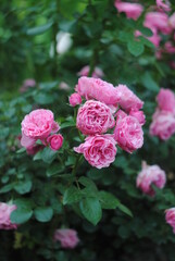 pink roses in garden