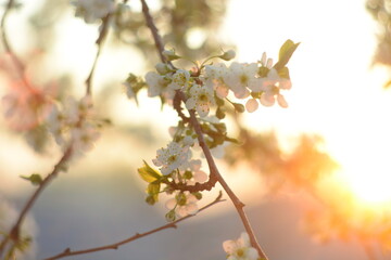 branch of a tree in spring