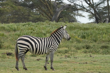 A group of zebras wander across and graze on the golden savanna of the Maasai Mara, Kenya, their striking black-and-white stripes standing in vivid contrast against the warm hues of the grasslands.