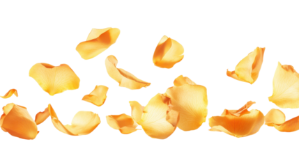 Rose petal transparent background