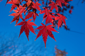 埼玉県のメッツァ宮沢湖の紅葉