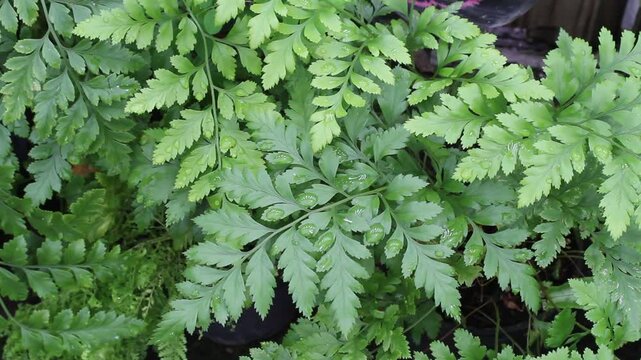 Ferns with water droplets on their leaves in a tropical garden