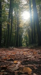A serene forest path illuminated by sunlight and scattered leaves.