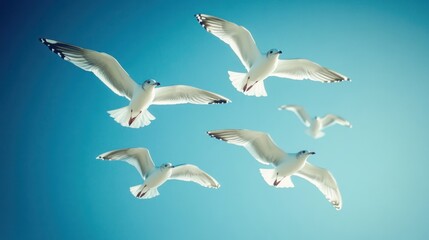 Obraz premium A group of seagulls soaring against a clear blue sky, showcasing freedom and nature's beauty.