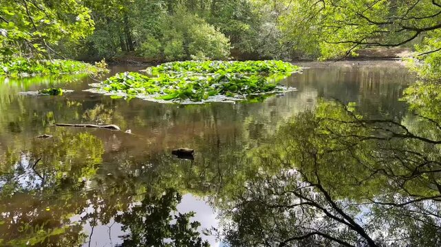 Water lily pond in Epping, England