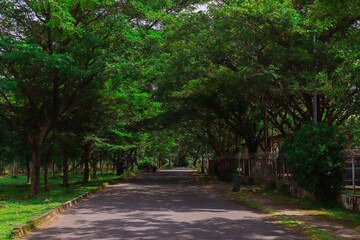 Obraz premium path in the park