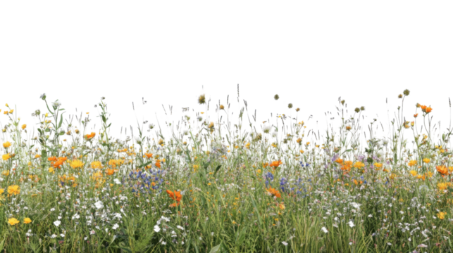 Spring flower meadow transparent background