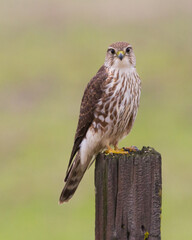 A wintering Merlin hunting from a fence post in the Sacramento Valley