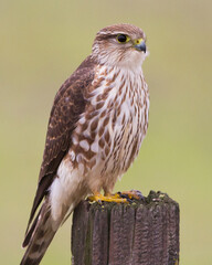 Merlin hunting from a fence post in the Sacramento Valley