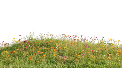 Spring flower meadow transparent background