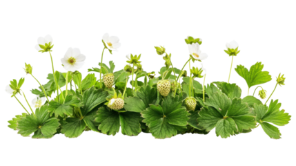 Wild strawberry plant in bloom transparent background